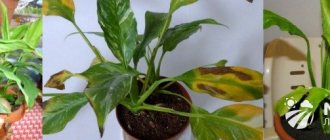 Spathiphyllum diseases