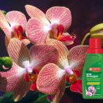 bona forte for orchids