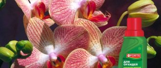 bona forte for orchids