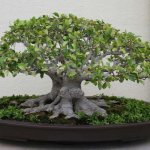 Bonsai: the art of growing and caring at home