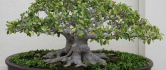 Bonsai: the art of growing and caring at home