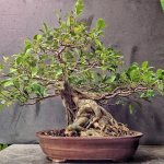 ficus bonsai