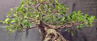 ficus bonsai