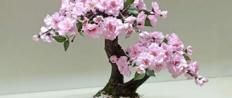 bonsai sakura