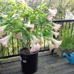 brugmansia watering