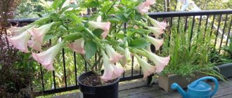 brugmansia watering