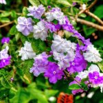 brunfelsia