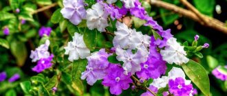 brunfelsia