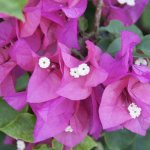 Bougainvillea is beautiful