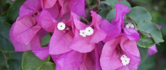 Bougainvillea is beautiful