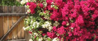 Bougainvillea in the garden