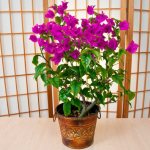 bougainvillea