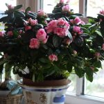 bouquet of pink azaleas in a pot on the windowsill