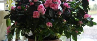 bouquet of pink azaleas in a pot on the windowsill