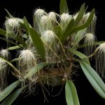 Bulbophyllum Jellyfish at home photo