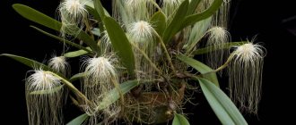 Bulbophyllum Jellyfish at home photo