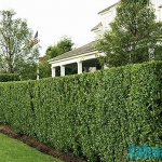 Fast growing climbing plants fence