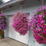 What is the difference between ampelous petunia and cascading petunia - the main differences