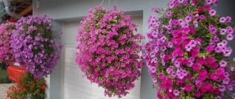 What is the difference between ampelous petunia and cascading petunia - the main differences