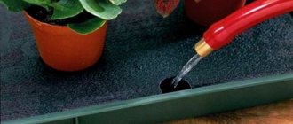 how to water indoor flowers to grow