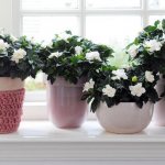 How to water indoor flowers for rapid growth and abundant flowering