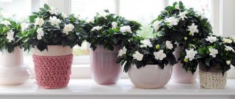 How to water indoor flowers for rapid growth and abundant flowering