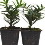 Callistemon cuttings photo