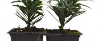 Callistemon cuttings photo