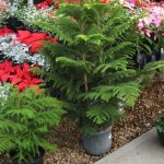 Four tips for successfully growing Araucaria