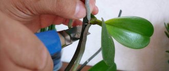 What to do if the orchid has produced a shoot on the stem