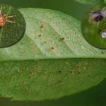 What to do with a house rose affected by a mite