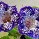 So that gloxinia has many flowers: 5 rules for caring for the plant