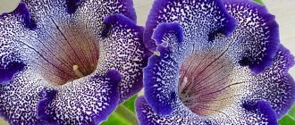 So that gloxinia has many flowers: 5 rules for caring for the plant