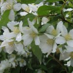 Chubushnik Lemoine - garden jasmine: description and types