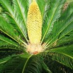 Cycas, sago palm