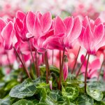 Cyclamen persica