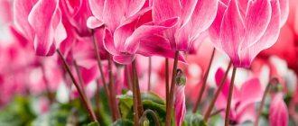 Cyclamen persica