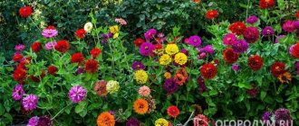 Zinnia (pictured) is of great interest to landscape designers, as it combines wide application possibilities and high decorative properties.