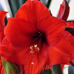 Amaryllis blooming