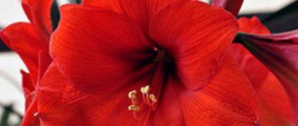 Amaryllis blooming