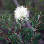 Tea tree blossom