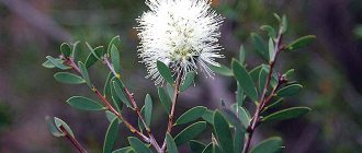 Tea tree blossom