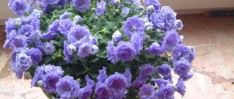 Campanula flowering