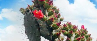 prickly pear blossom