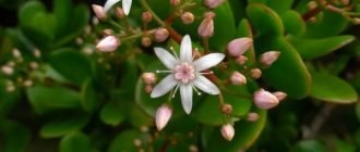 Crassula flowering