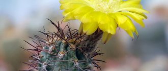 Small cactus blooming