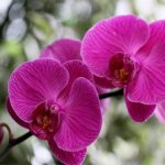 Phalaenopsis orchid blooming