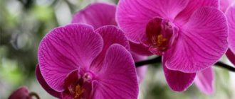 Phalaenopsis orchid blooming