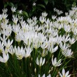 Flowering in open ground