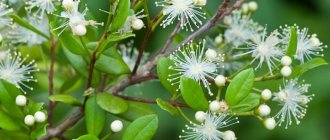 Blooming at the height of the season